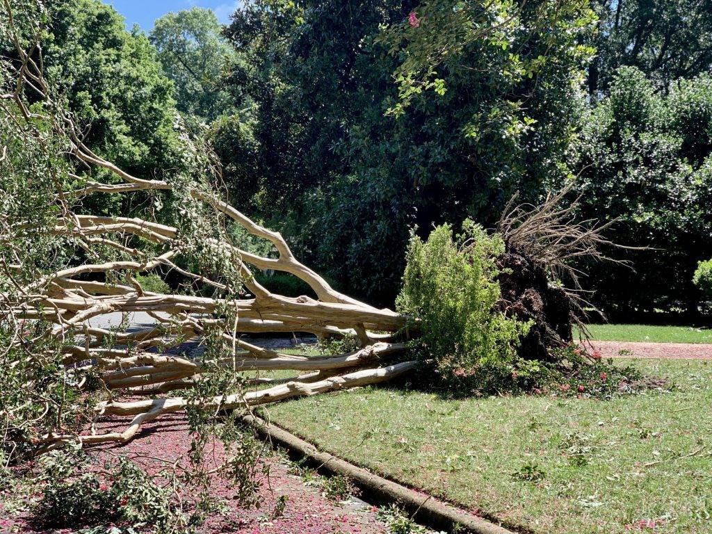 who is responsible for fallen tree removal