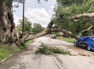 Neighbor cut down my tree - a damaged tree and car from hurricane 2021 09 03 04 41 08 utc