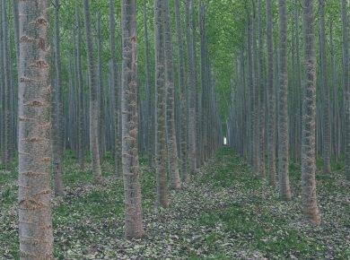 A plantation of poplar trees, commercial tree farm.