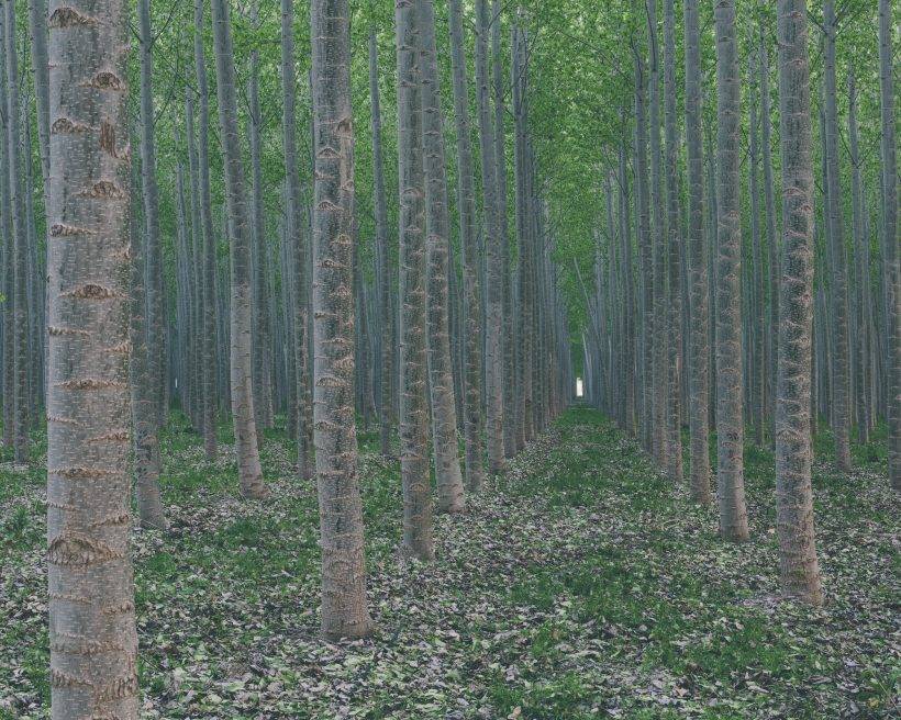 neighbor cut my tree without my permission Is Your Tree Falling? How To Prepare Your Home For A Tree Failure 1 A plantation of poplar trees, commercial tree farm.