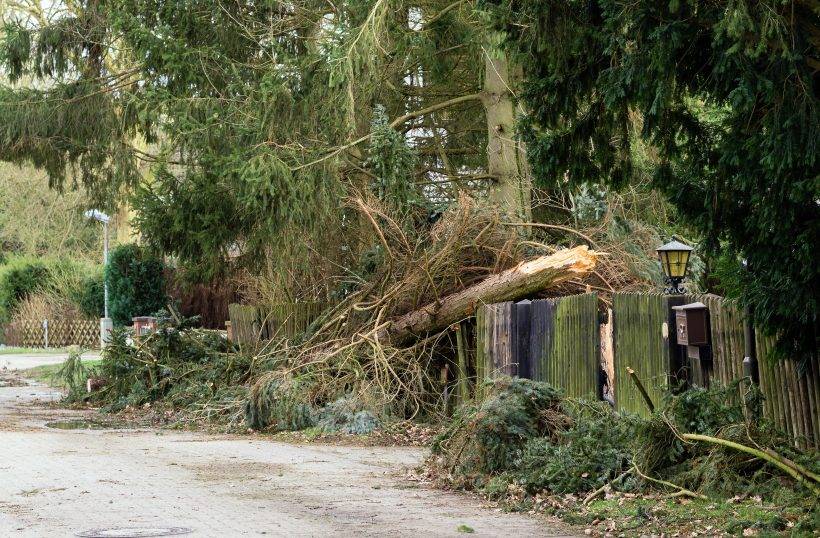 Neighbor cut down my tree - fallen tree storm damage 2022 02 22 15 12 18 utc