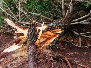 Hurricane flood and wind damage tornado storm felled trees flooding