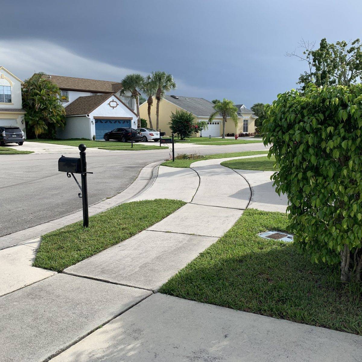 A Neighbour cut down my tree in Florida Neighbor Cut Down My Tree
