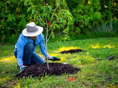 How to replant and care for a tree after it has been cut