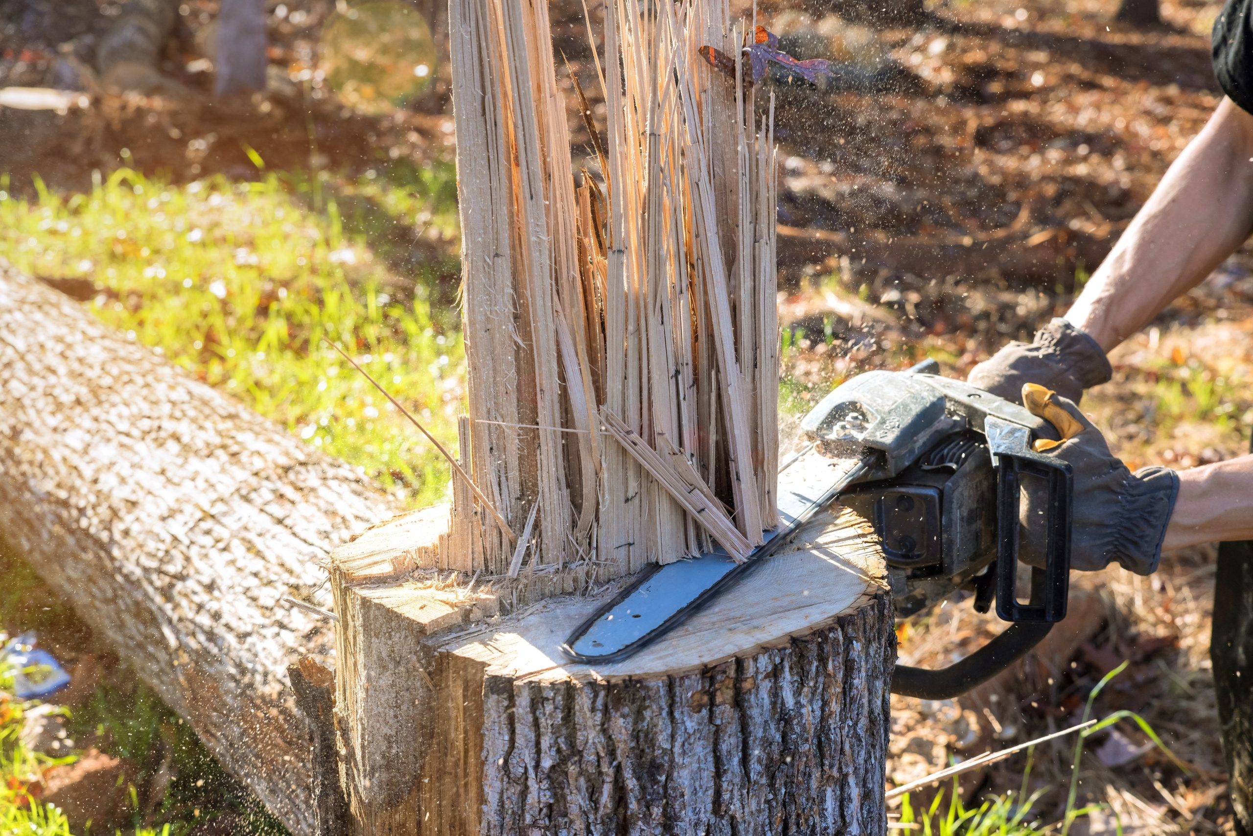 How to negotiate tree removal - Neighbor Cut Down My Tree